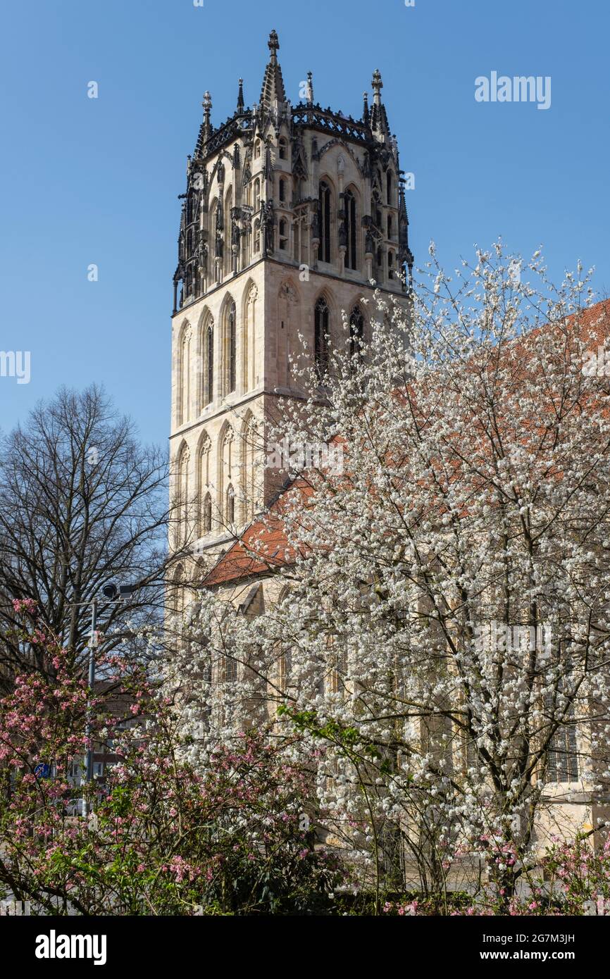 Albero fiorito di fronte al Liebfrauen-Überwasserkirche, Münster, Nord Reno-Westfalia, Germania, Europa Foto Stock