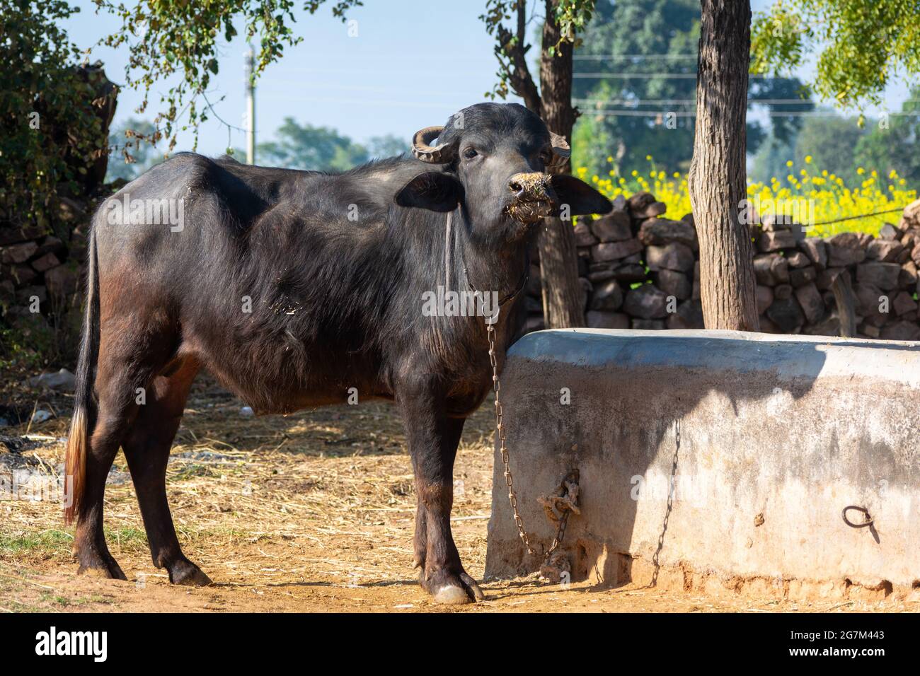Bufalo domestico dell'acqua nel villaggio rurale Foto Stock