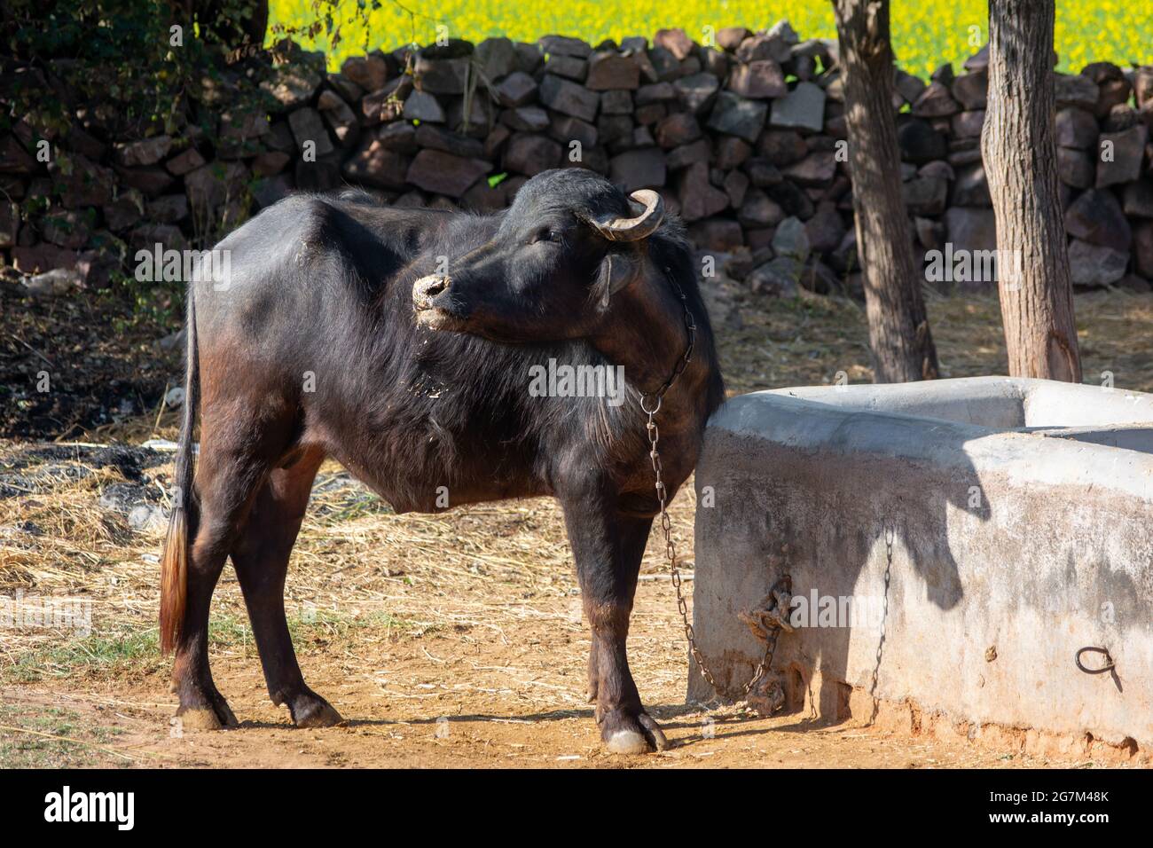 Bufalo domestico dell'acqua nel villaggio rurale Foto Stock