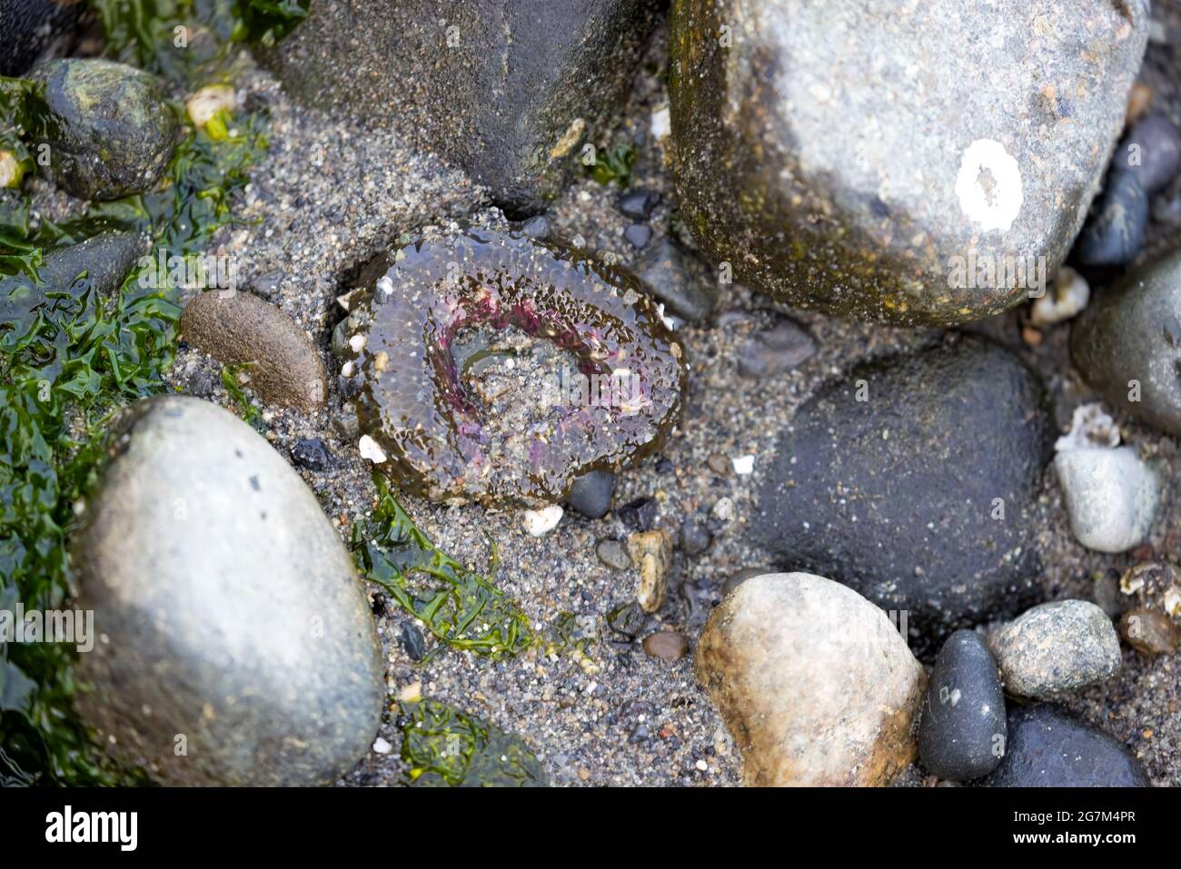 un anenome di mare chiuso circondato da rocce e kelp a bassa marea Foto Stock