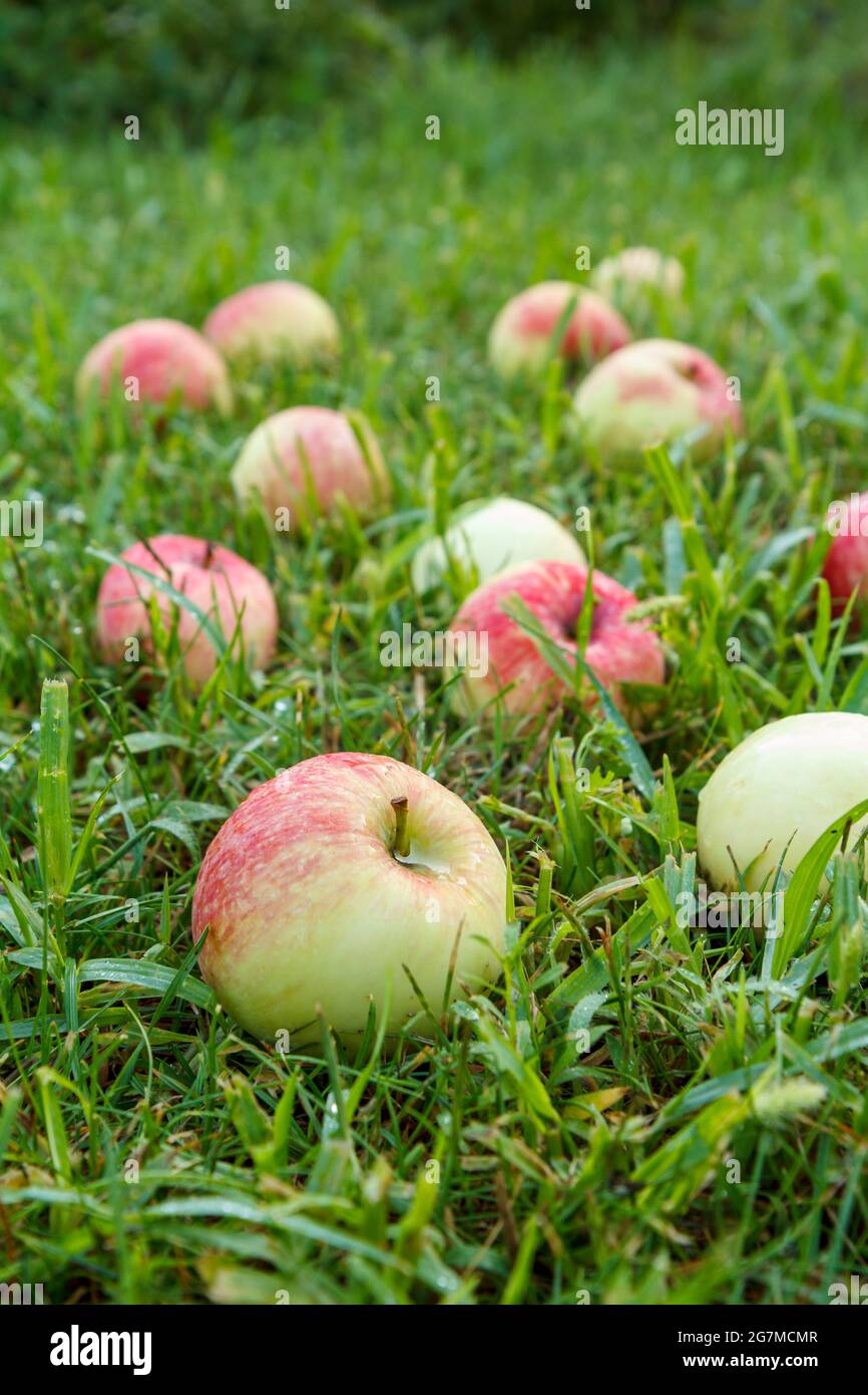 Mele rosse su erba verde nel frutteto Foto Stock