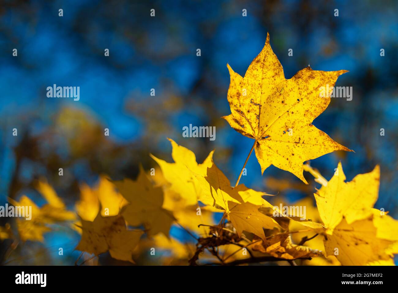 l'acero giallo lascia la stagione autunnale Foto Stock