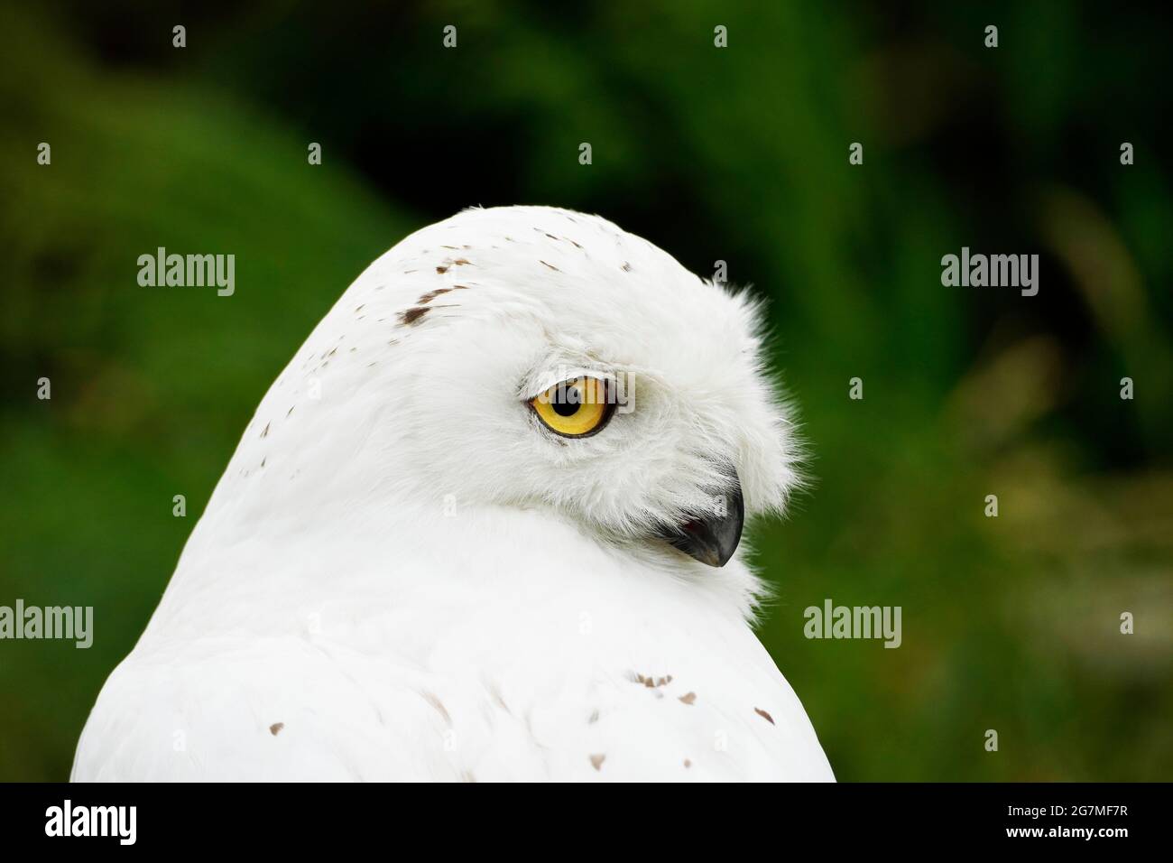 Ritratto di un gufo di neve con sfondo verde. Bubo scandiacus. Uccello con piumaggio bianco e occhi gialli. Foto Stock