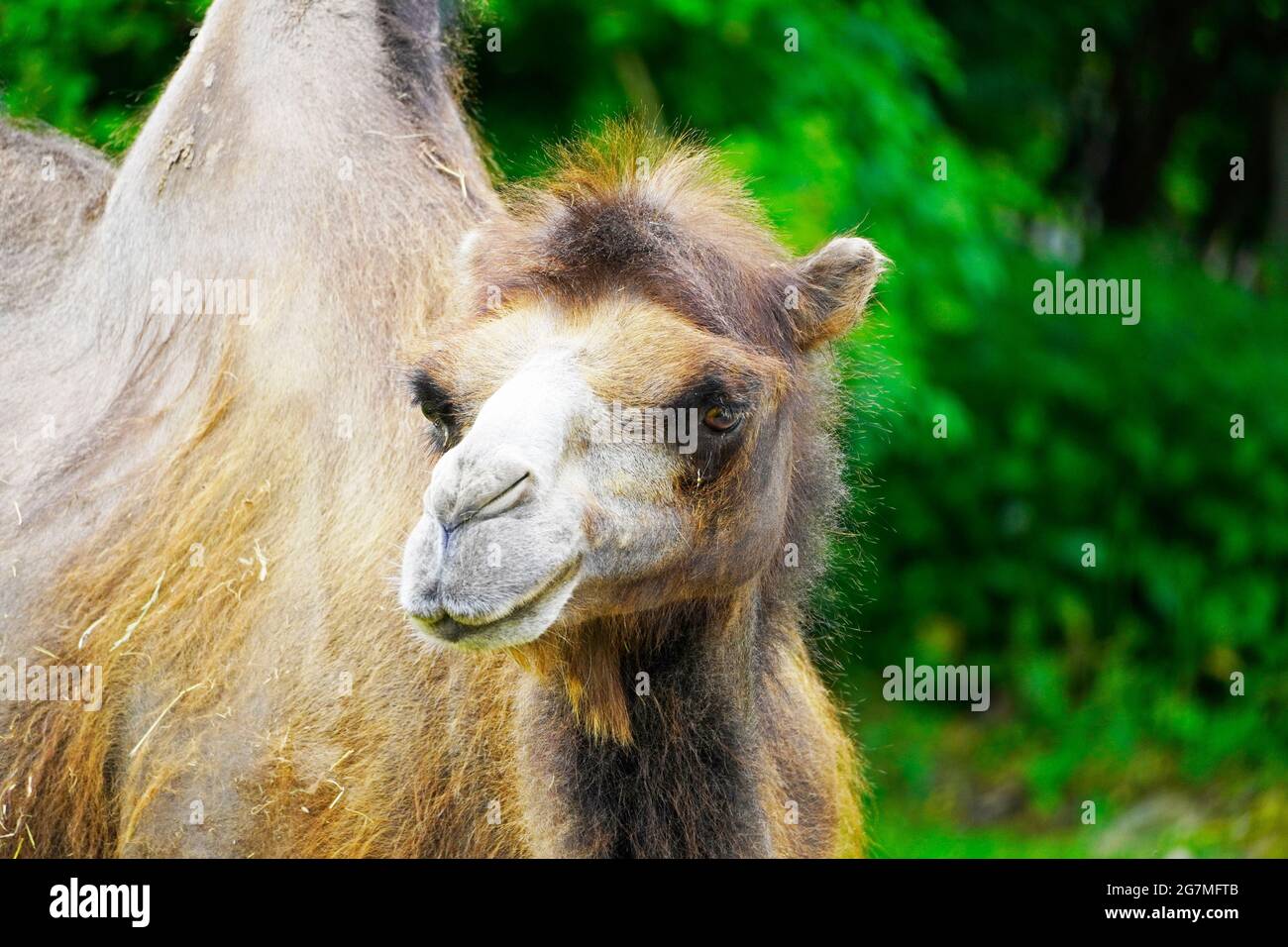 Ritratto di un cammello con sfondo verde. Camelus bactrianus. Divertente mammale di pelliccia marrone primo piano Foto Stock