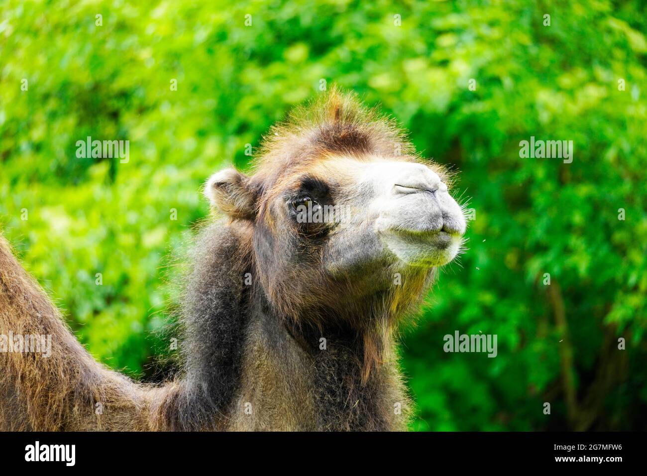 Ritratto di un cammello con sfondo verde. Camelus bactrianus. Divertente mammale di pelliccia marrone primo piano Foto Stock