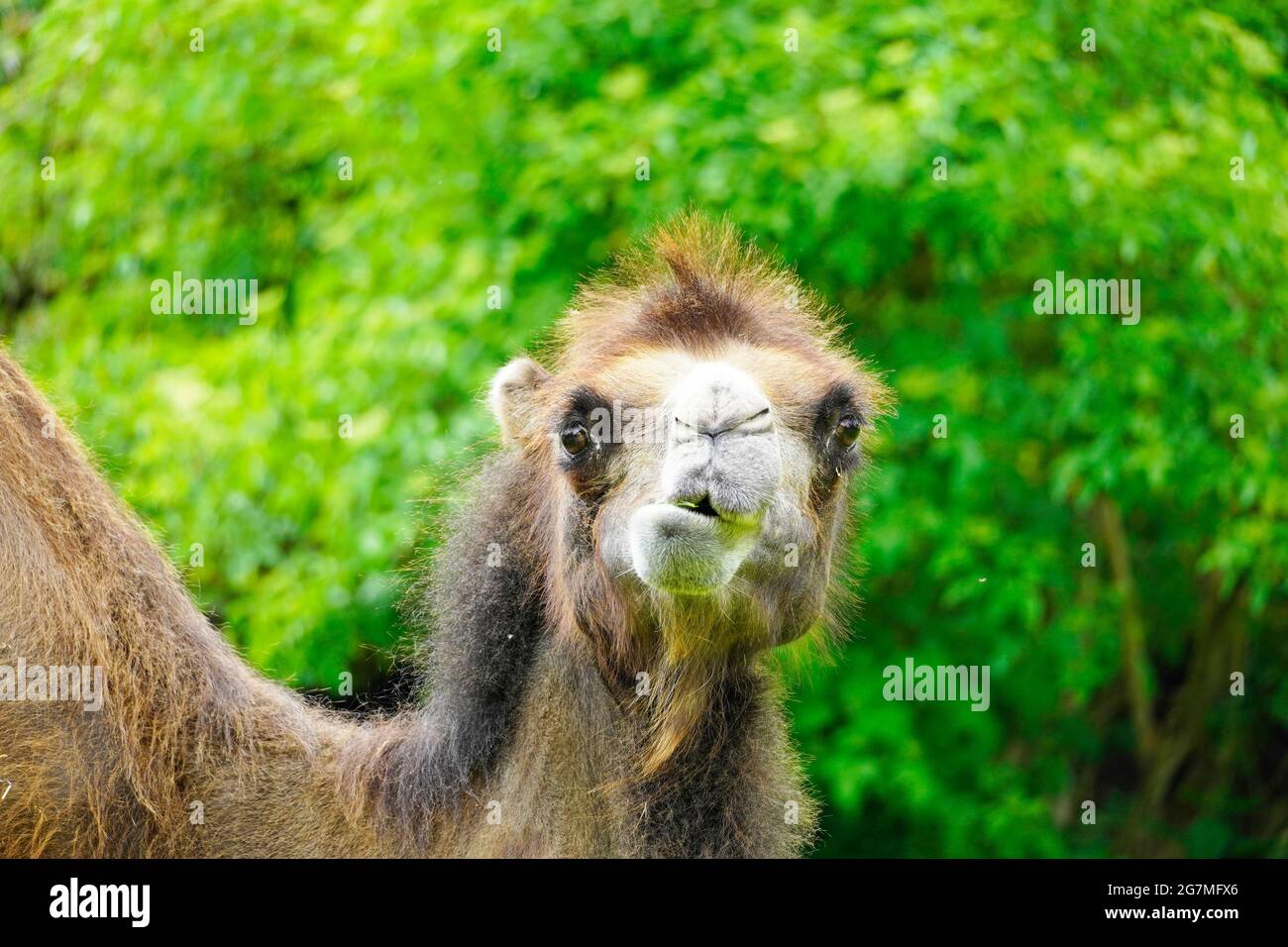 Ritratto di un cammello con sfondo verde. Camelus bactrianus. Divertente mammale di pelliccia marrone primo piano Foto Stock