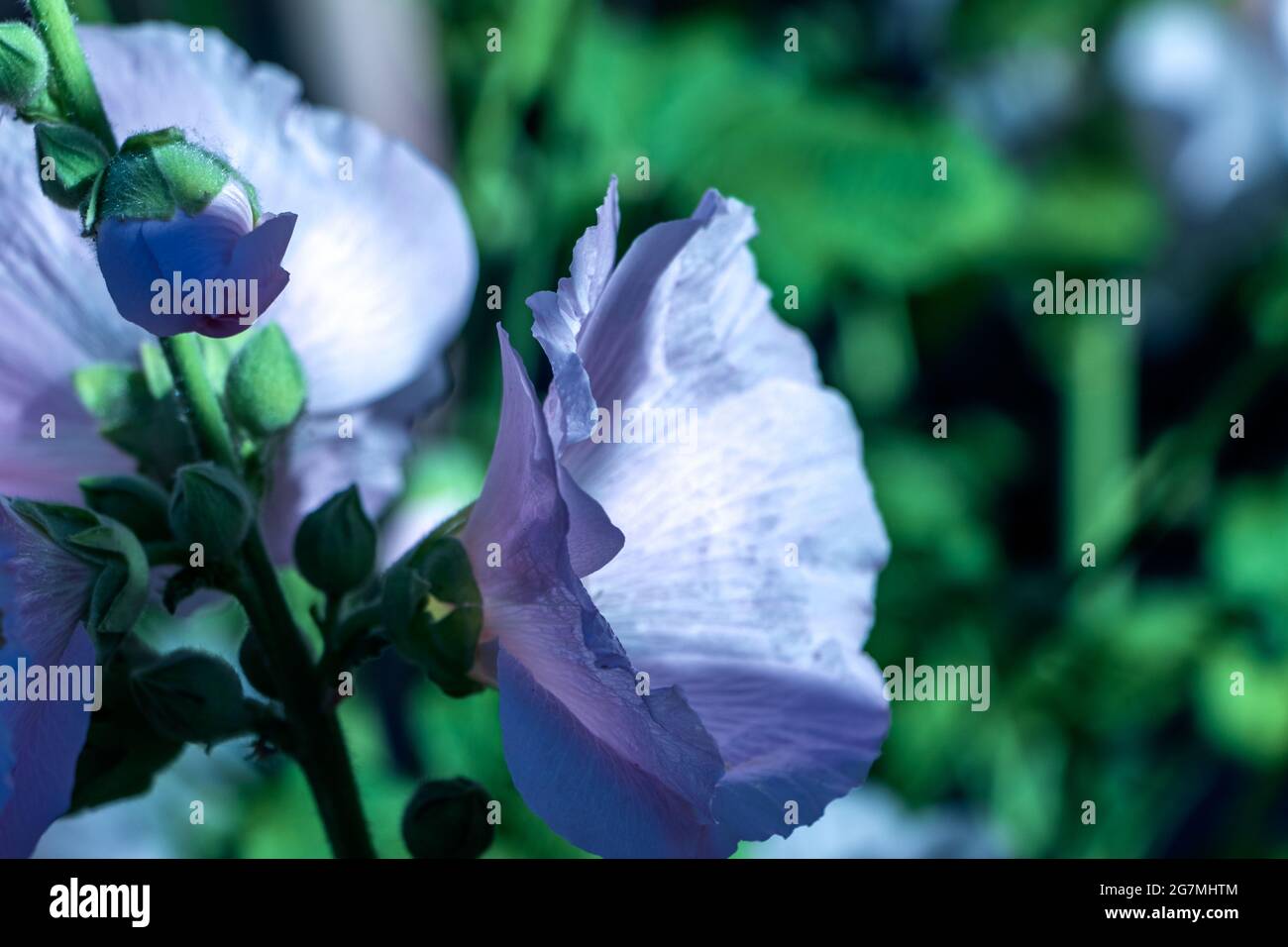 Diverse fasi di sviluppo e maturazione dei fiori rosa. La foto è stata scattata a Chelyabinsk, Russia. Foto Stock