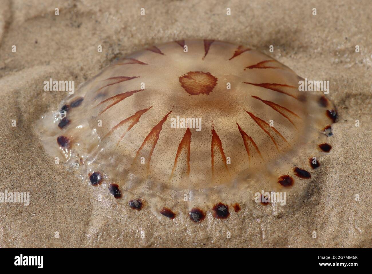 Compass Medusa Chrysaora hysoscella Foto Stock