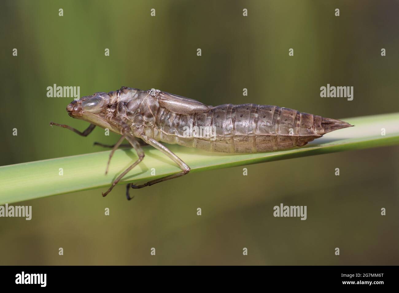 Dragonfly Exuvia Foto Stock