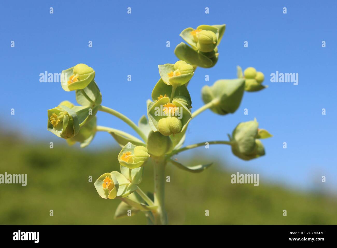 Portland (Euforbia Euphorbia portlandica) Foto Stock