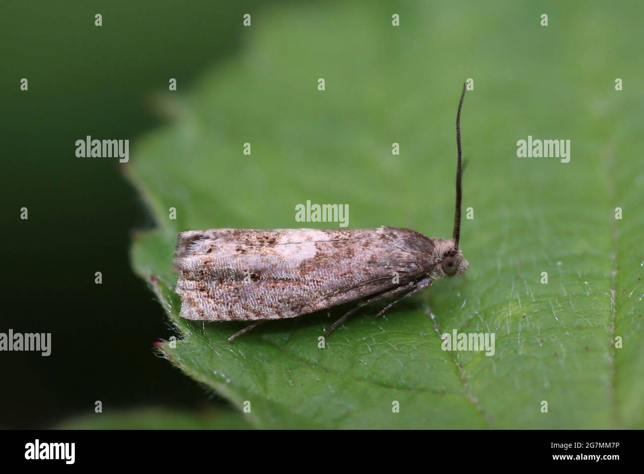 Micro Moth non identificato Foto Stock