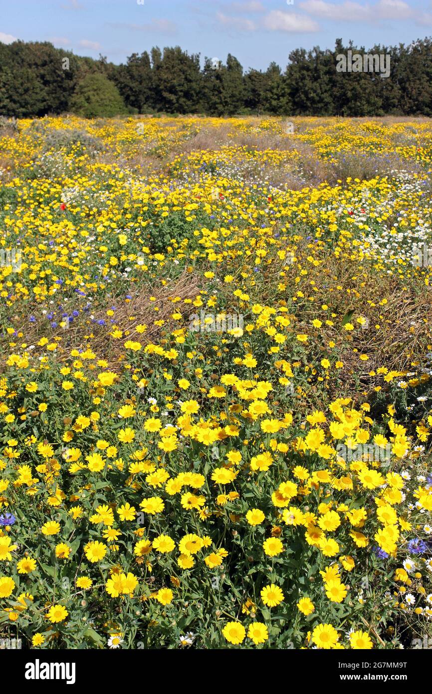 Wildflower Meadow con mais Marigold Glebionis setetum nel Rimonrose Valley Country Park, Merseyside, Regno Unito Foto Stock