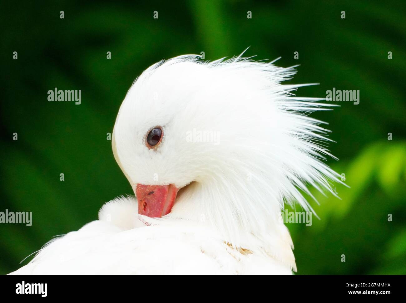 Ritratto di un'anatra con piumaggio bianco. Primo piano uccello sta pulendo le sue piume. Immagine ad alto contrasto con sfondo verde Foto Stock