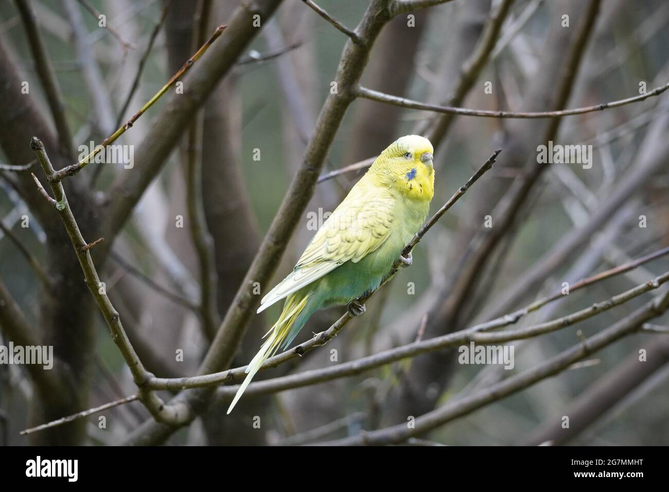 Ritratto di un amico con piumaggio verde giallo. Uccello in primo piano. Foto Stock