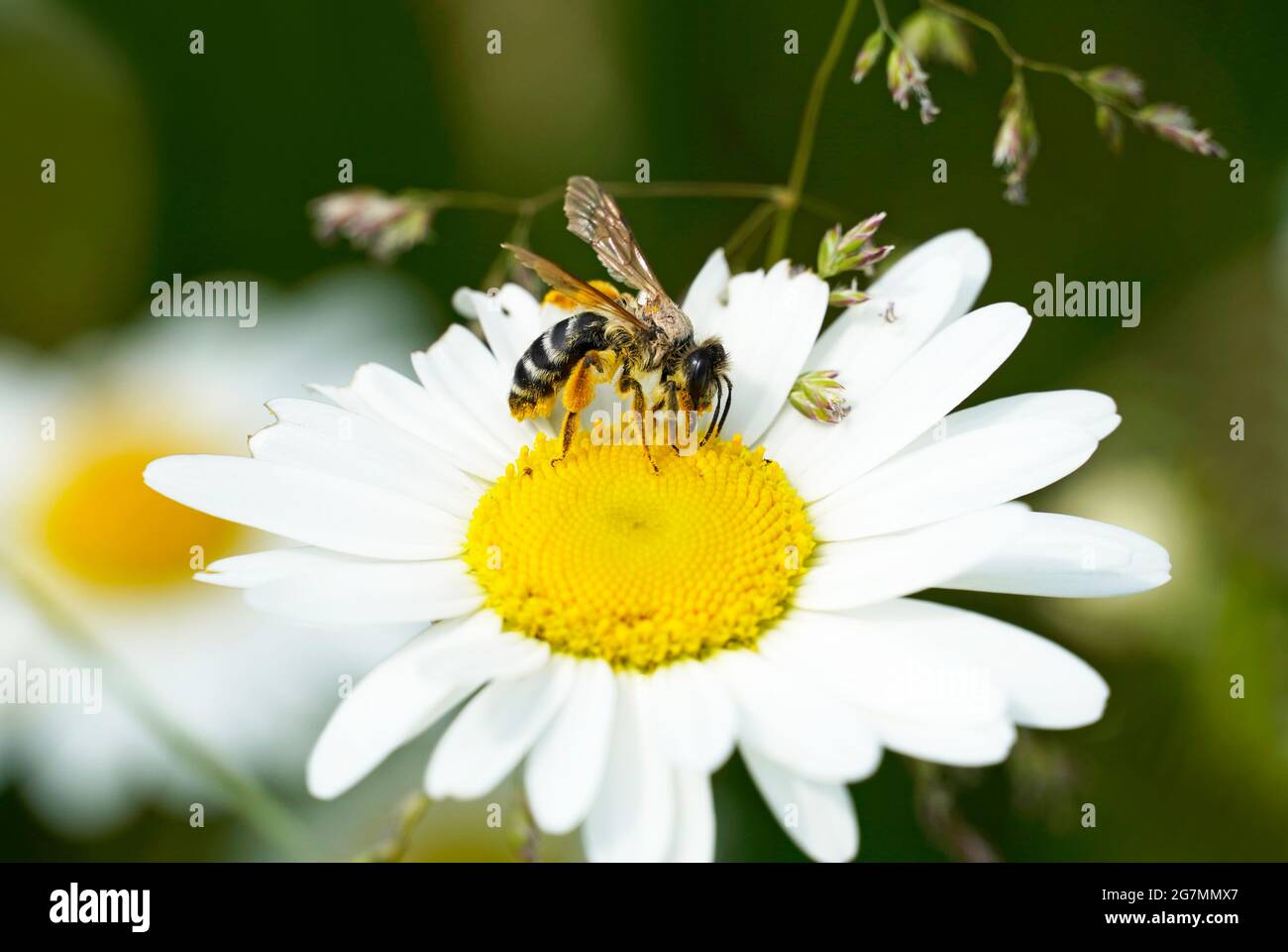 L'ape selvatica raccoglie il nettare su un fiore giallo bianco. Insetti vicino in natura Foto Stock