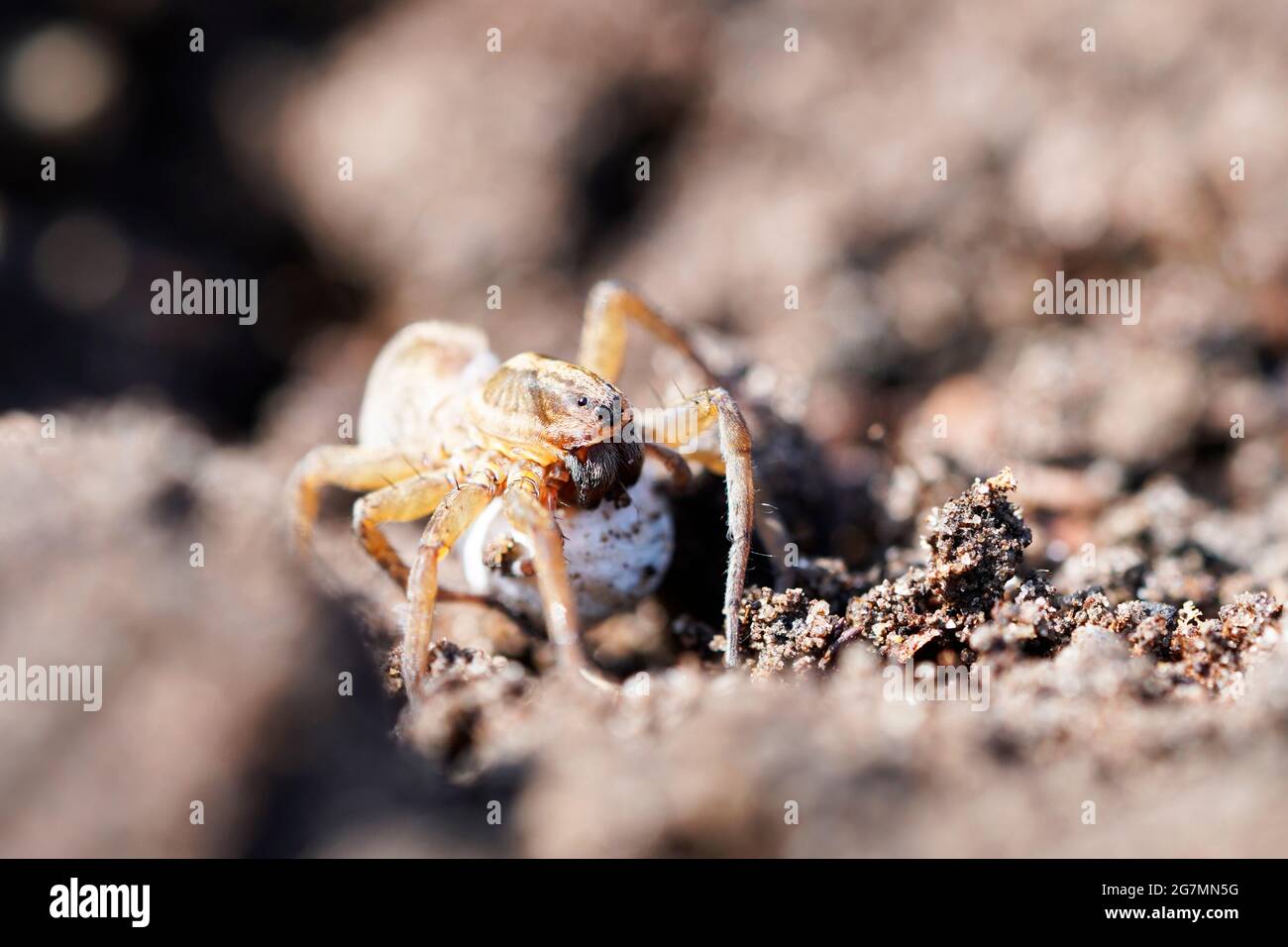 Primo piano di un ragno lupo con un bozzolo d'uovo. Ragno in un ambiente naturale. Lycosidae. Foto Stock