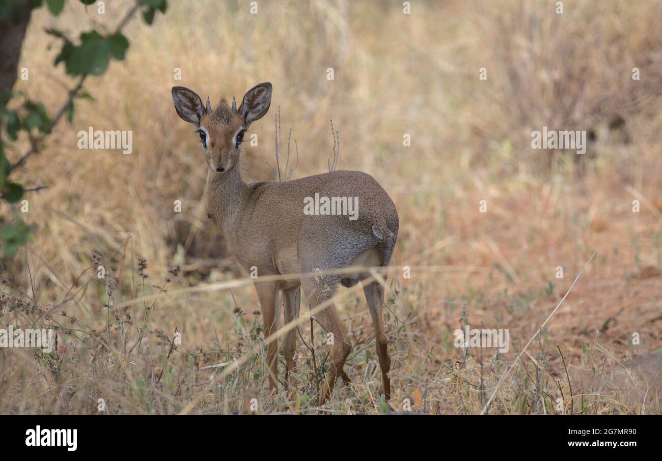 Carino dik-dik maschile timido con corna in piedi allarme e guardando indietro nell'erba selvaggia del Meru National Park, Kenya Foto Stock