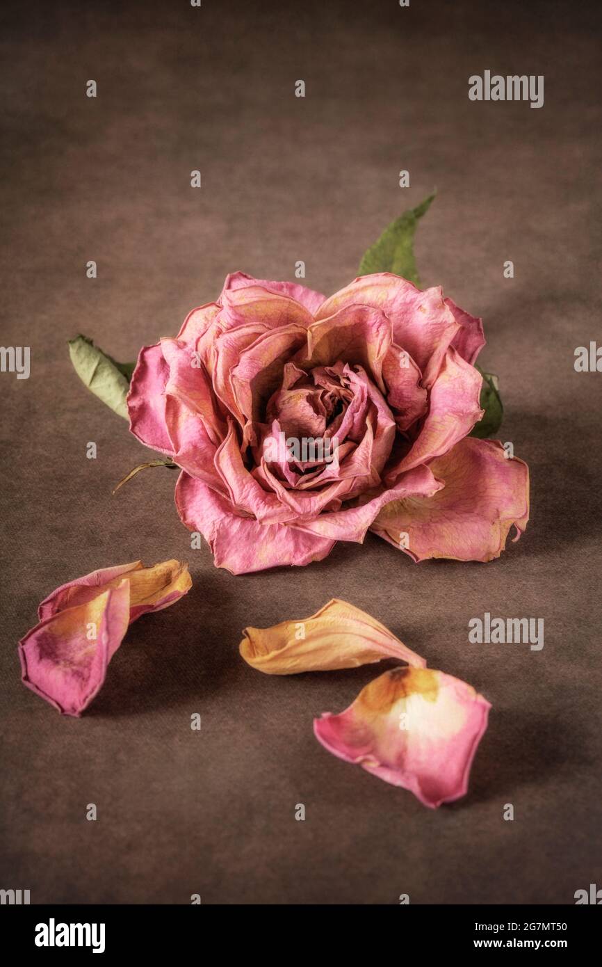 Rosa appassita su fondo testurizzato marrone Foto Stock