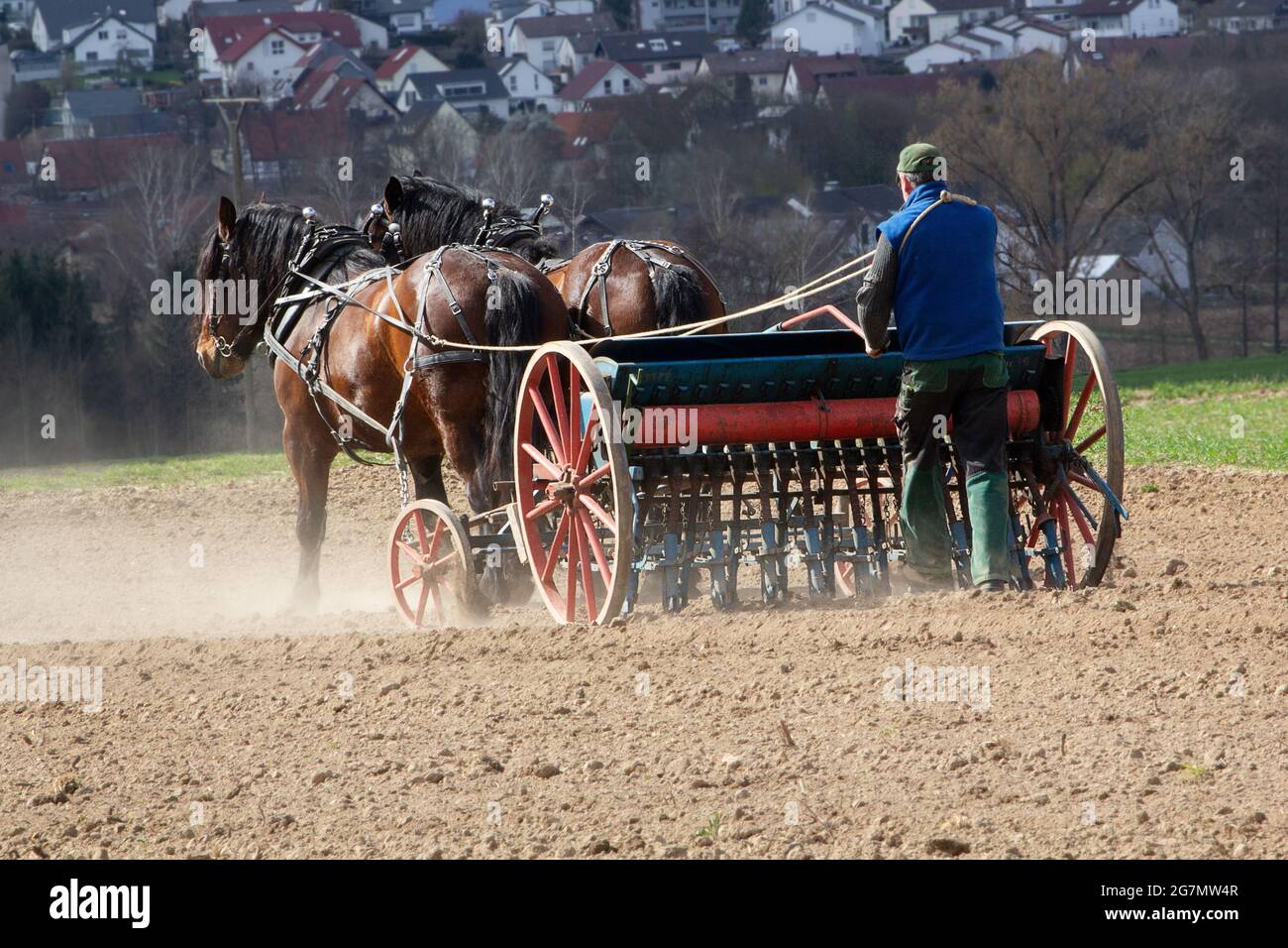 Cavalli che lavorano in agricoltura Foto Stock
