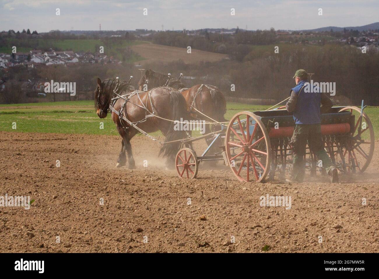 Cavalli che lavorano in agricoltura Foto Stock