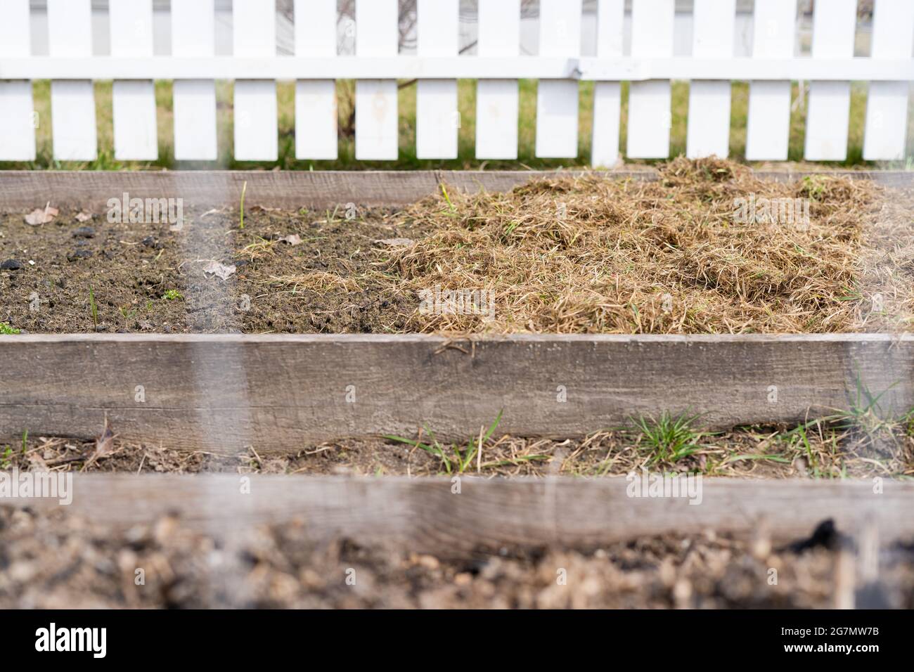 Una tecnologia trendy nell'orticoltura quale pacciamatura dei letti per conservare le proprietà e fertilizzare il suolo e controllare le erbacce. Riciclaggio di naturale Foto Stock