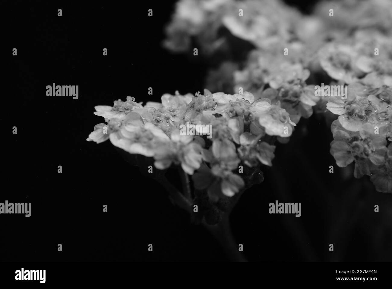 Primo piano immagine in scala di grigi di delicati fiori fioriti Foto Stock