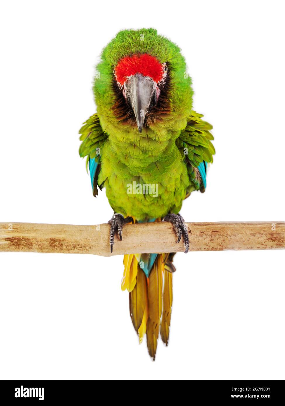 Macaw Parrot isolati su sfondo bianco Foto Stock