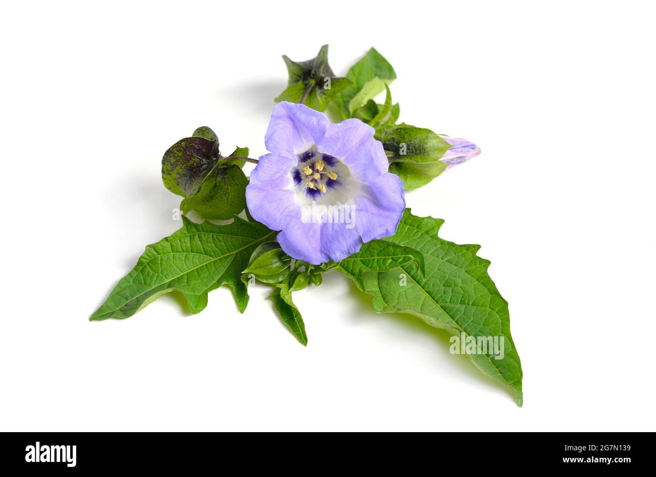 Nicandra fisico. E 'noto con i nomi comuni mela-di-Perù e shoo-fly pianta. Isolato. Foto Stock