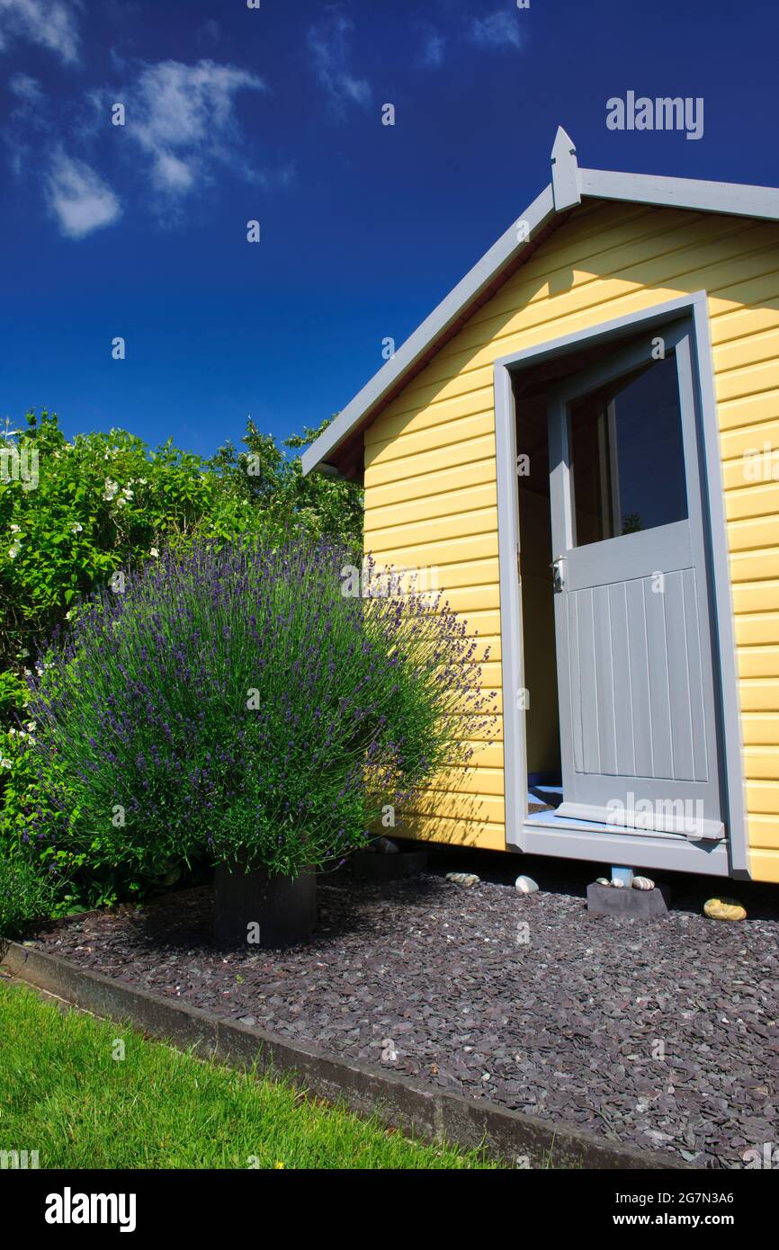 Vista di un vecchio e grande cespuglio di lavanda che cresce in un camino accanto a un capanno costruito in casa nello stile di una capanna sulla spiaggia nel mio giardino vicino a Caernarfon, Regno Unito. Foto Stock