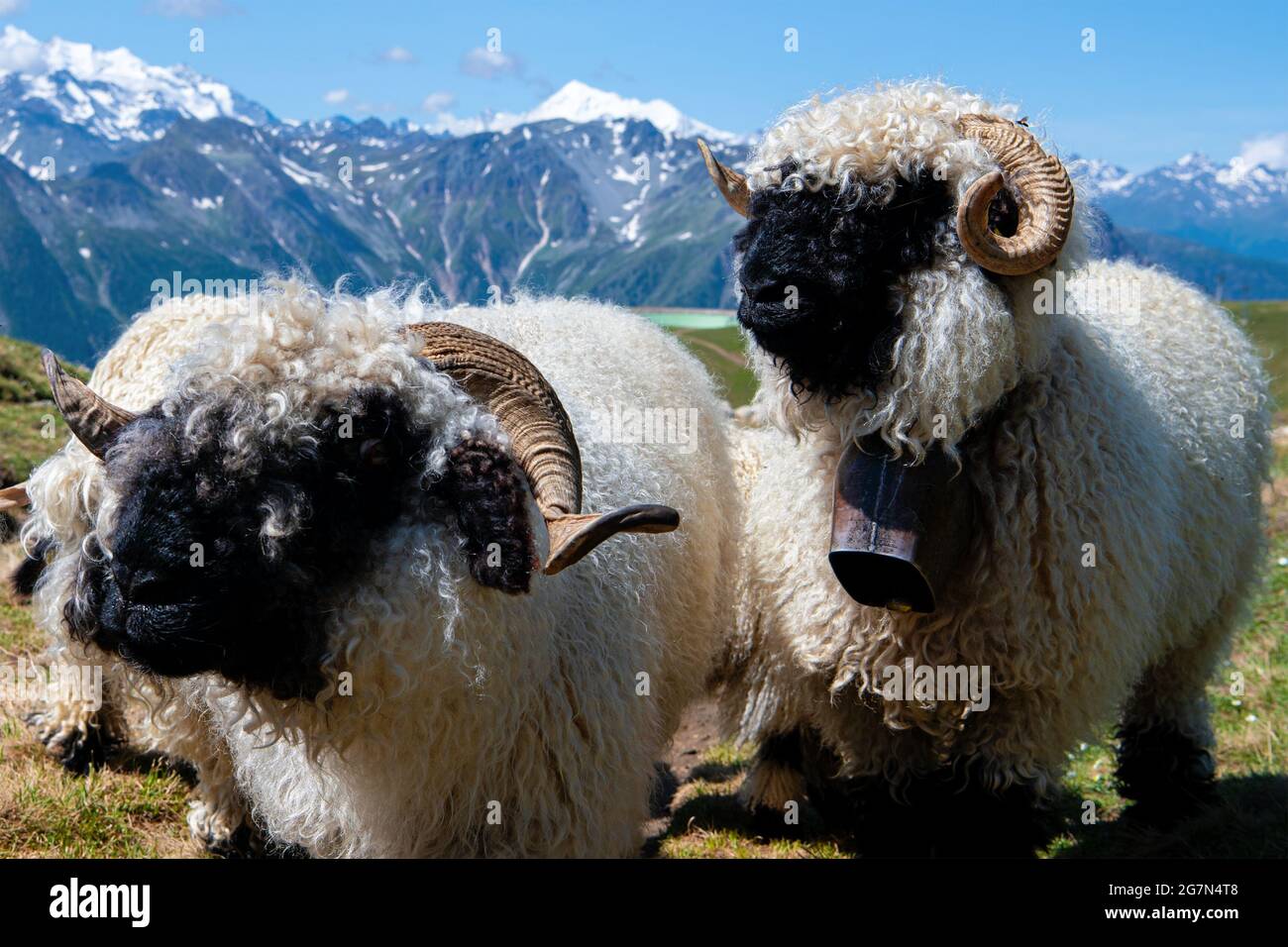 Vallese pecora dal naso nero nelle Alpi svizzere vicino a Rosswald (Svizzera) Foto Stock
