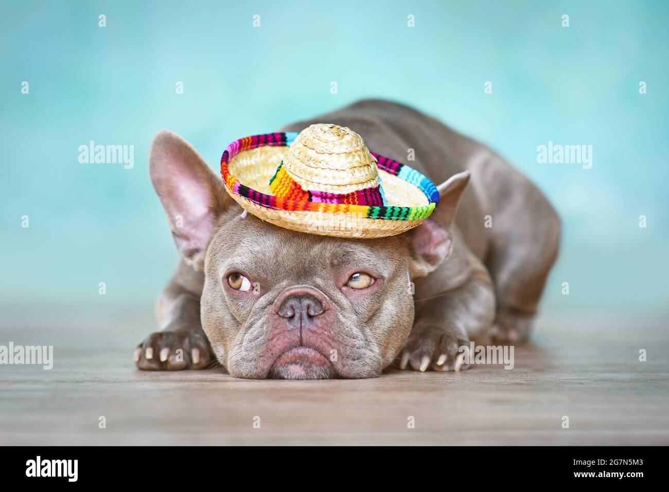 Divertente cane Bulldog francese con cappello di paglia estivo sdraiato di  fronte alla parete blu Foto stock - Alamy