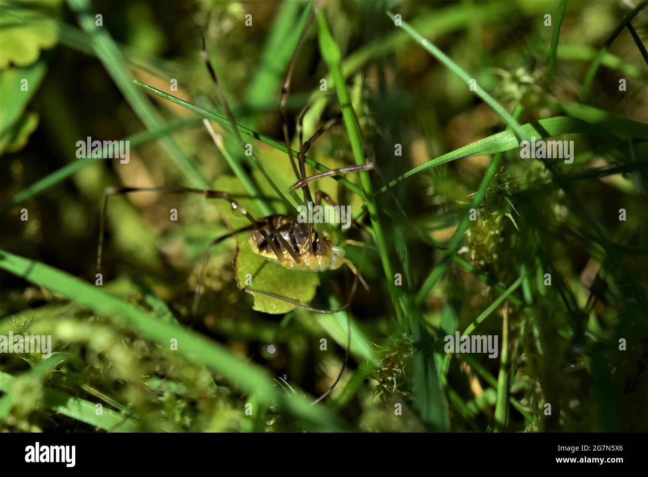 Ragno marrone con gambe lunghe nel prato Foto Stock