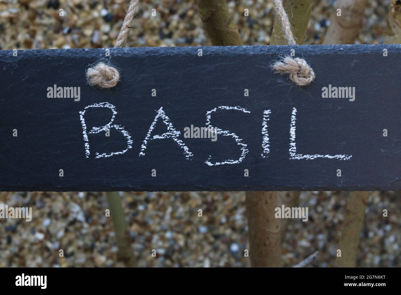 La parola basilico su un pezzo di ardesia sospeso su corda Foto Stock