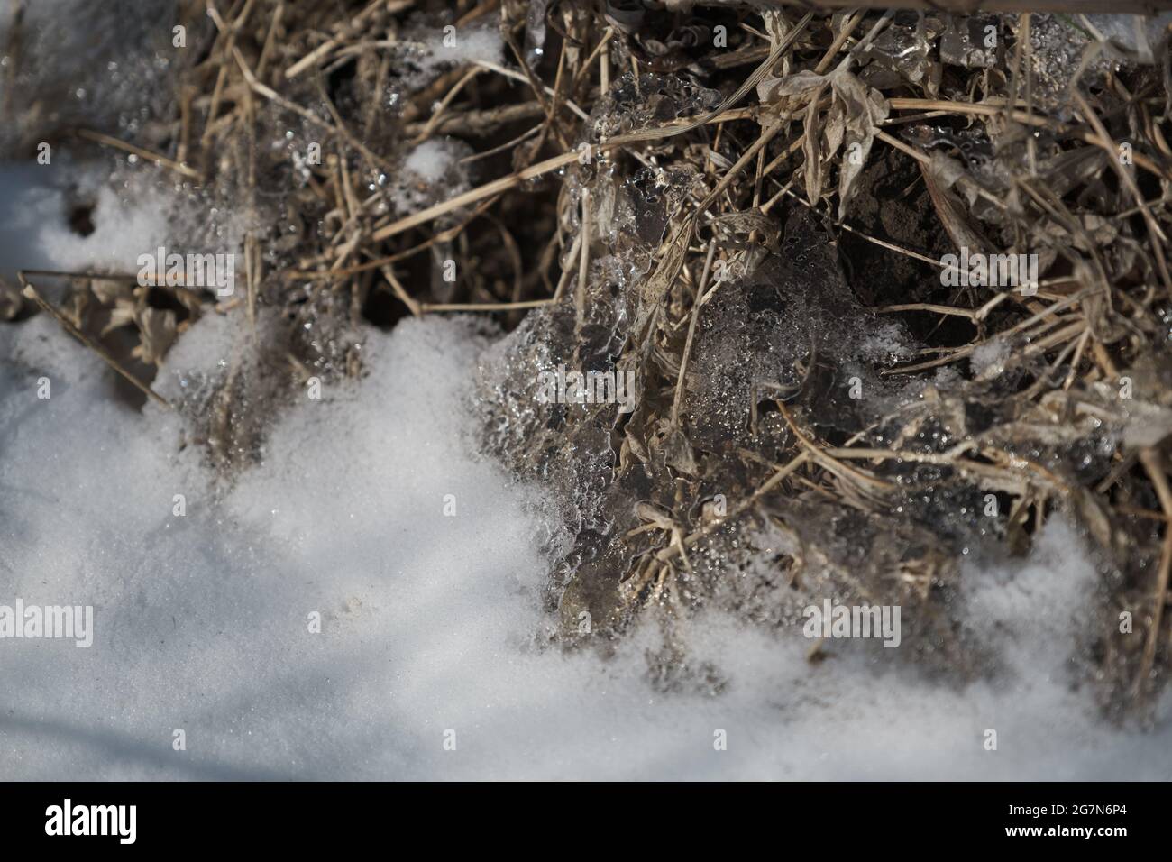 Scongelamento della molla nella neve attraverso la quale si può vedere l'erba appassita. Foto Stock