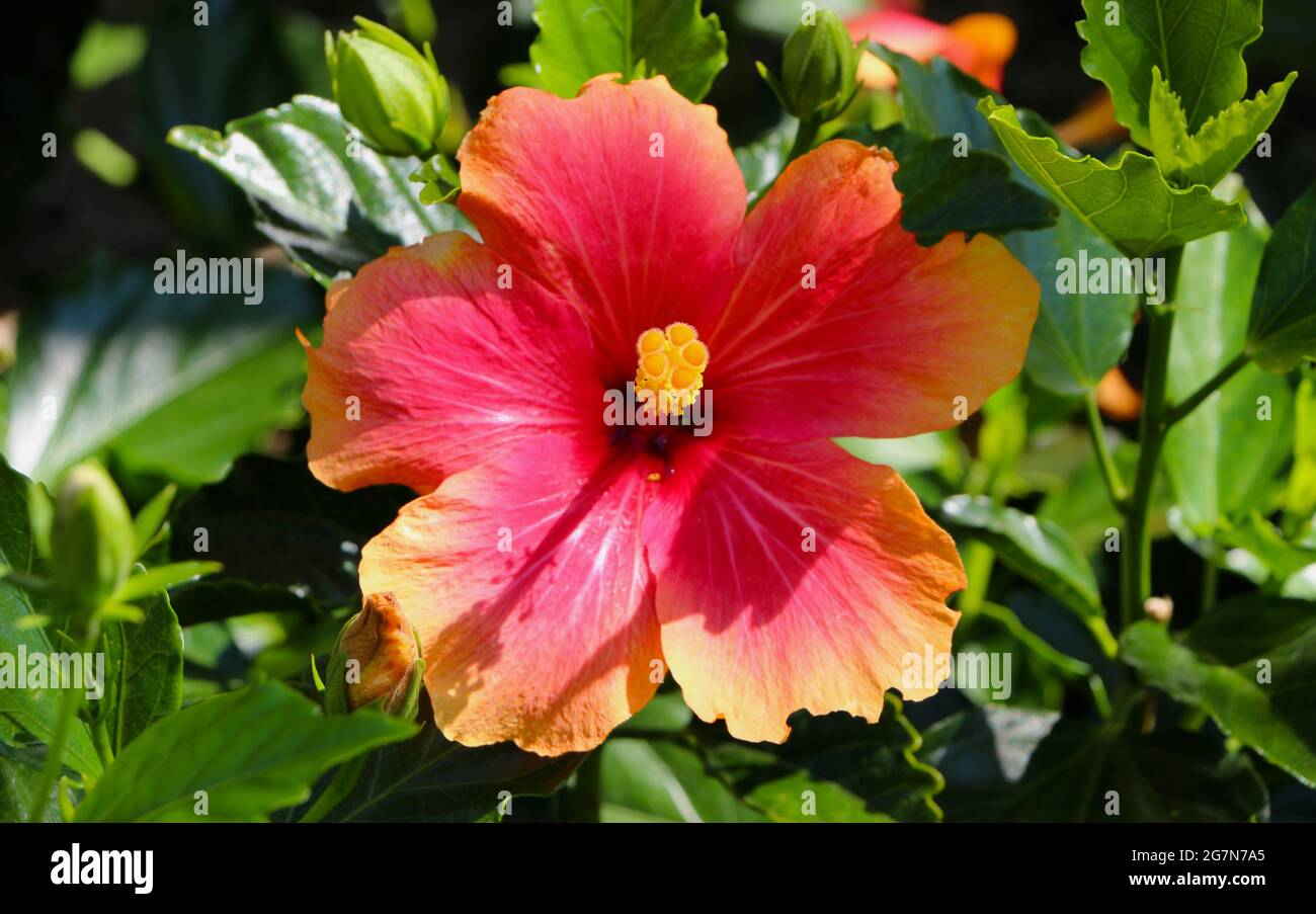 Hibiscus rosa sinensis fiore rosso con petali gialli frangiati alla luce del sole estivo Foto Stock