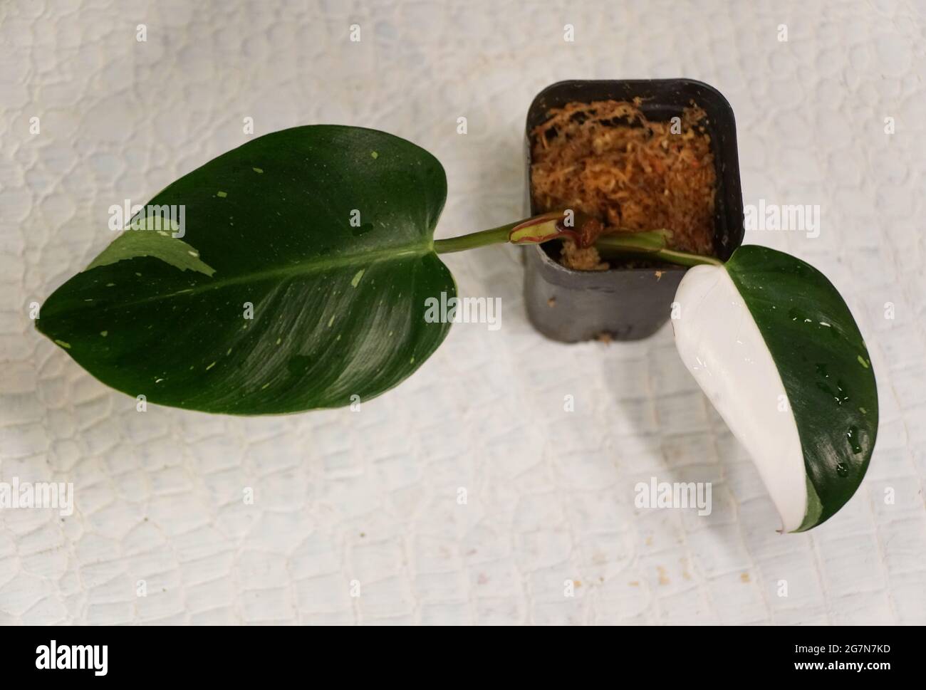 Bella foglia bianca e verde di Philodendron Pink Princess Foto Stock