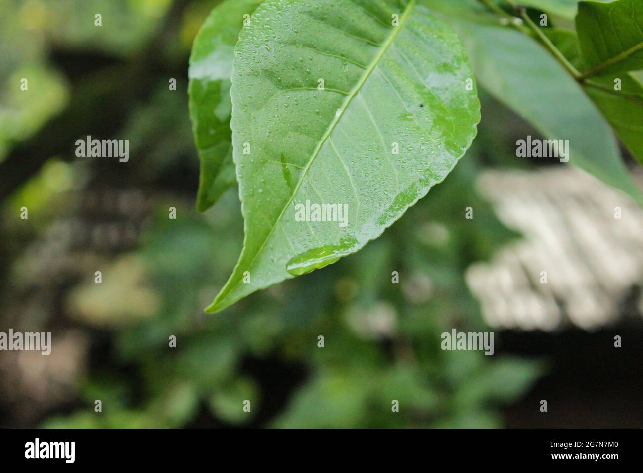 bella pianta medica, pianta asiatica in natura Foto Stock