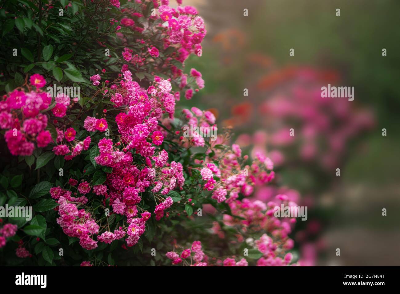 Bellissimo giardino con cespugli di rose in fiore durante l'estate Foto Stock