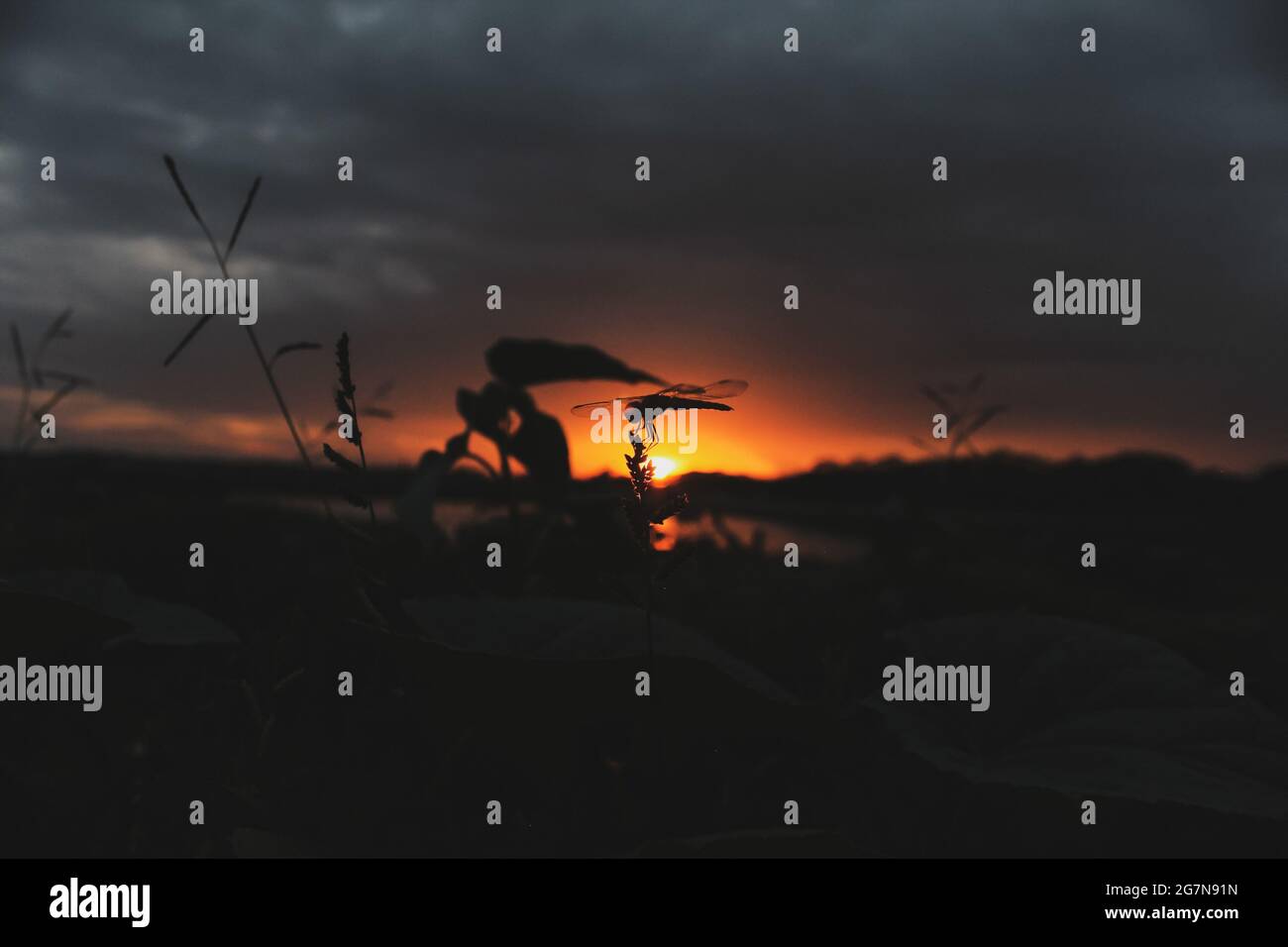 Dragonfly al tramonto, bel post-bagliore Foto Stock