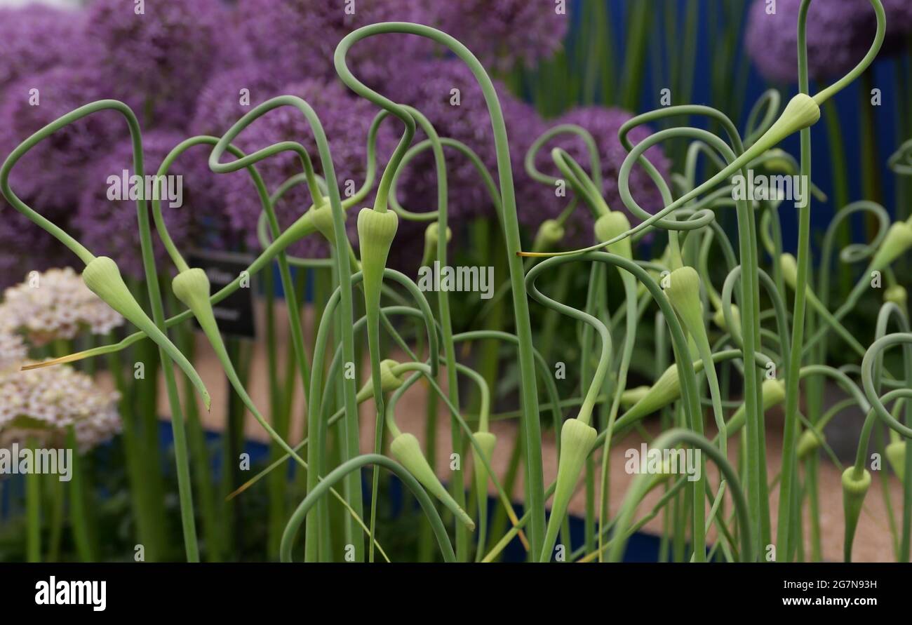 Immagine insolita di gemme di allio verde con fiori di allio sullo sfondo Foto Stock