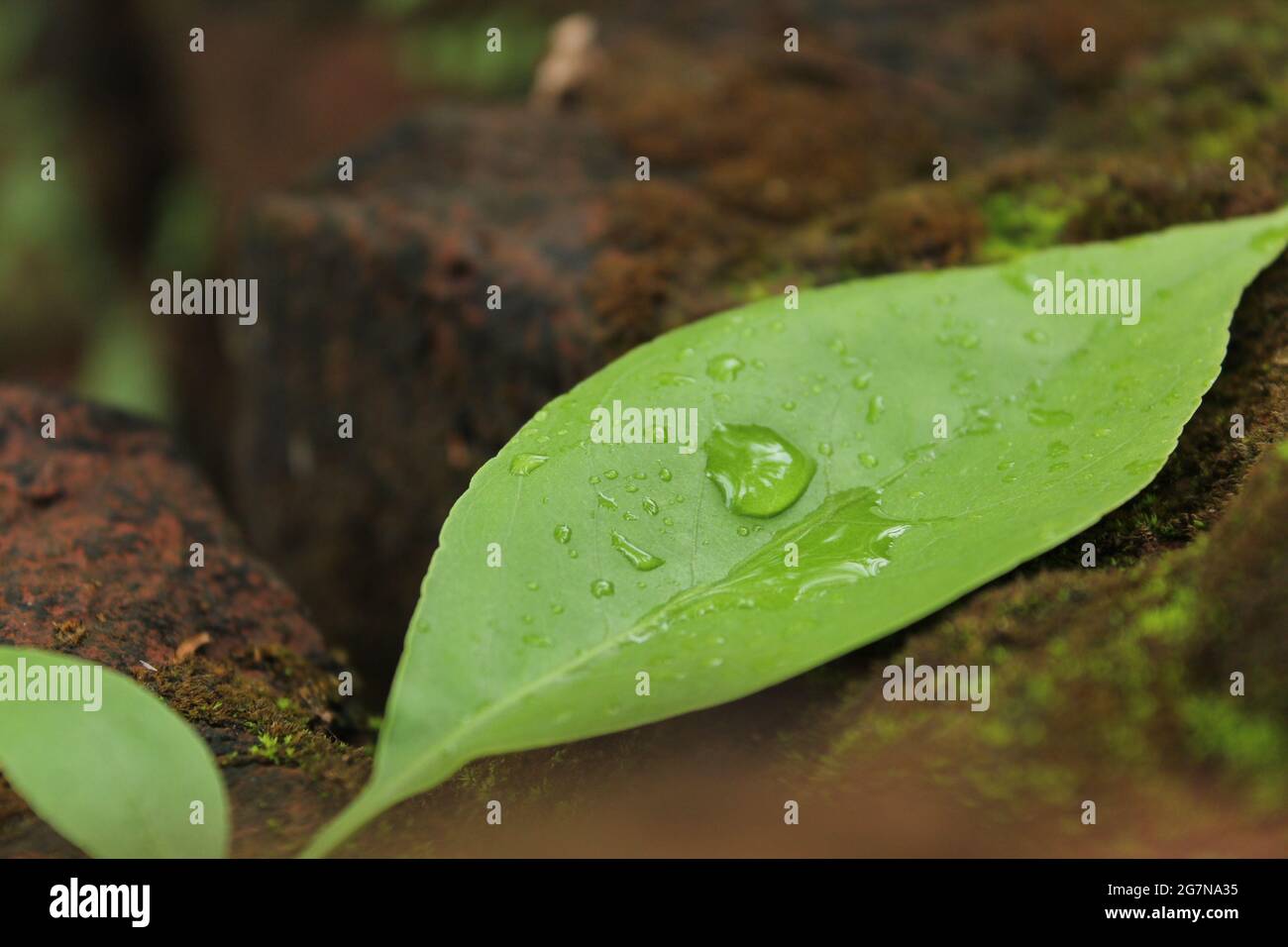 Raindrop fresco su foglia Foto Stock