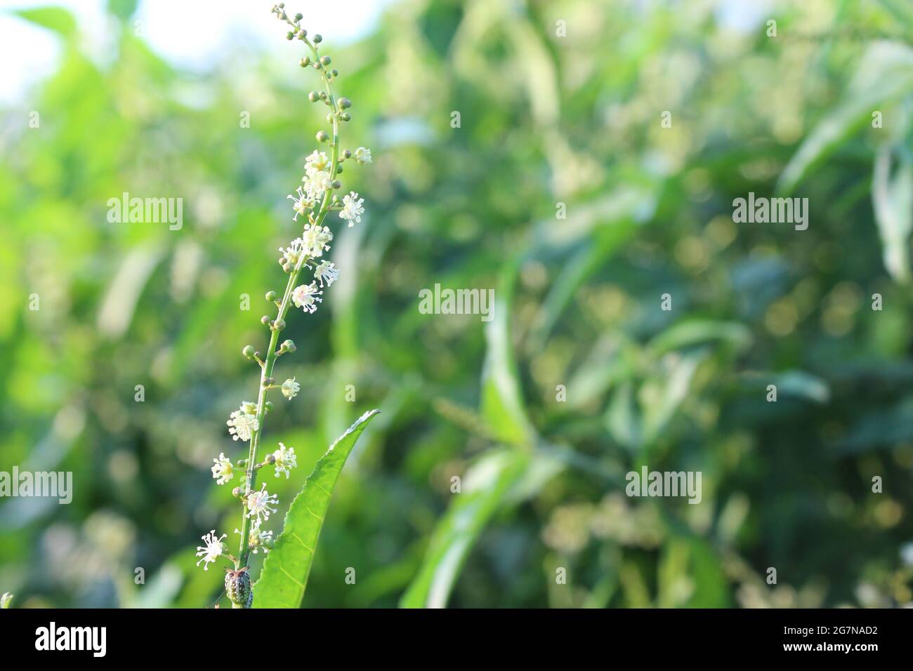 Bel fiore in natura, Foto Stock