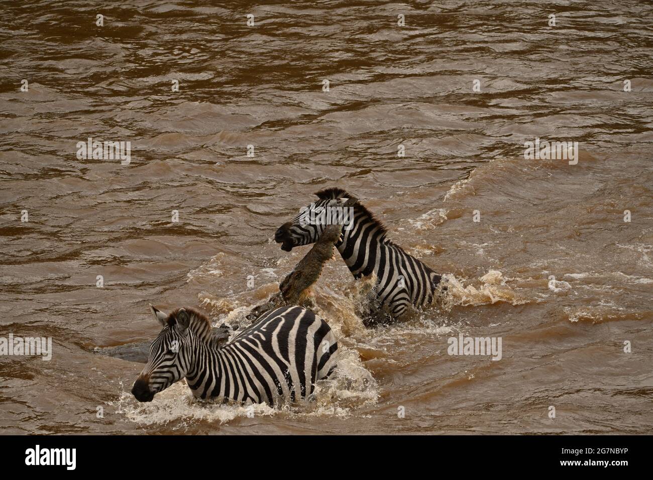 L'altra zebra era molto più fortunata del suo compagno. RISERVA NAZIONALE DI MAASAI MARA, KENYA: In un'immagine, due zebre sono state viste attraversare il fiume Mara b Foto Stock L'altra zebra era molto più fortunata del suo compagno. RISERVA NAZIONALE DI MAASAI MARA, KENYA: In un'immagine, due zebre sono state viste attraversare il fiume Mara b Foto Stock