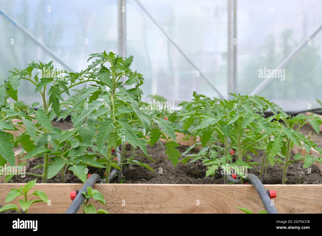 Giovani piante di pomodoro che crescono in serra con sistema di irrigazione a goccia. Concetto di proprio giardinaggio organico. Foto Stock