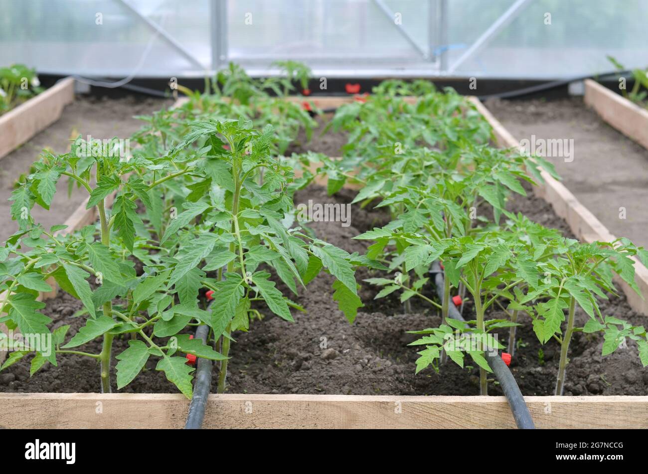 File di piante di pomodoro che crescono su un letto vegetale in una serra con un sistema di irrigazione a goccia. Concetto di agricoltura biologica. Foto Stock