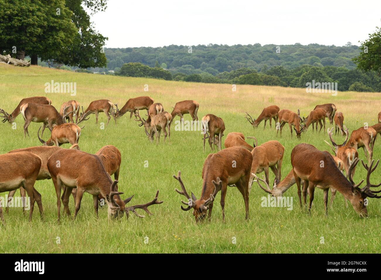 Allevamento di cervi nel Richmond Park, Regno Unito Foto Stock