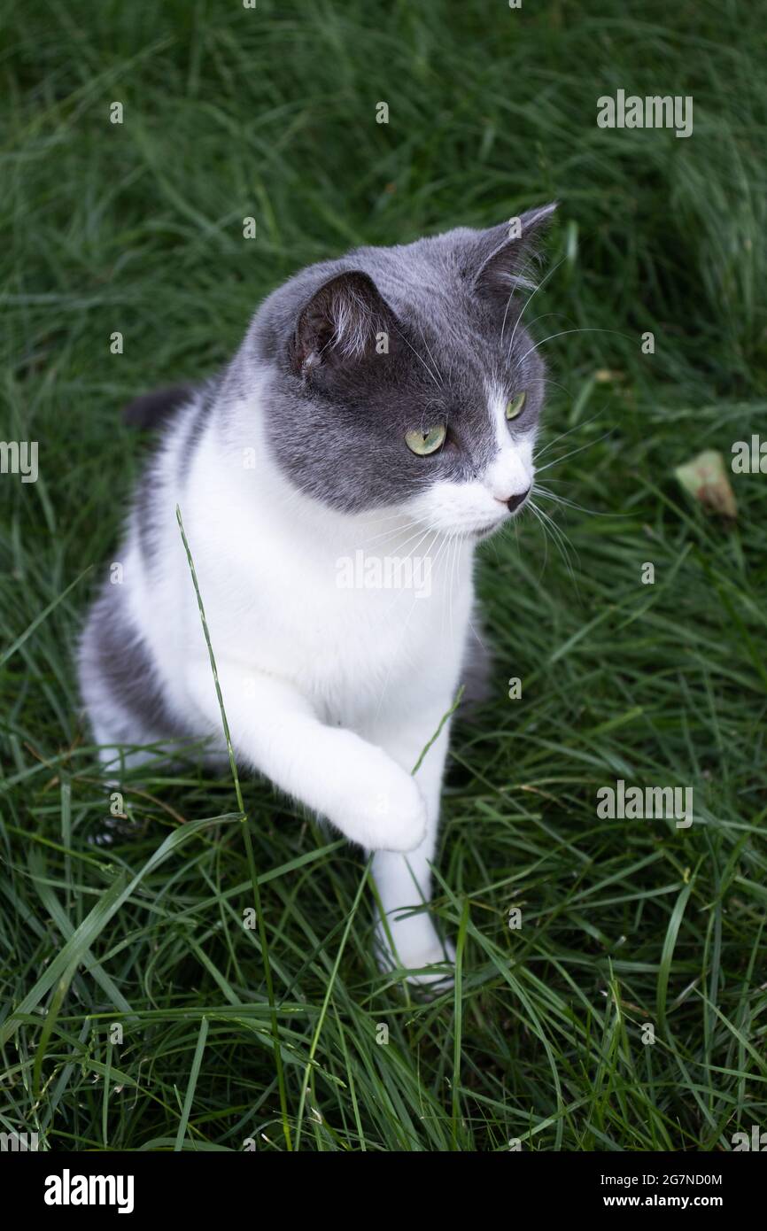 Gatto curioso seduto sull'erba verde. Gatto sul prato. Foto Stock