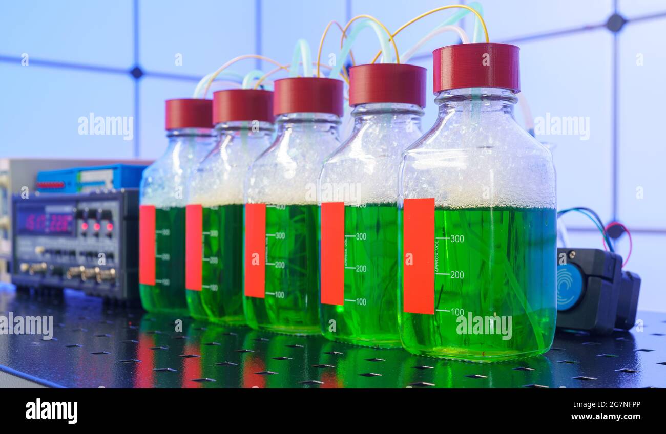 Esperimenti con l'ottenimento di elettricità e batteri che processano rifiuti industriali. Laboratorio di energia elettrica ecologica Foto Stock