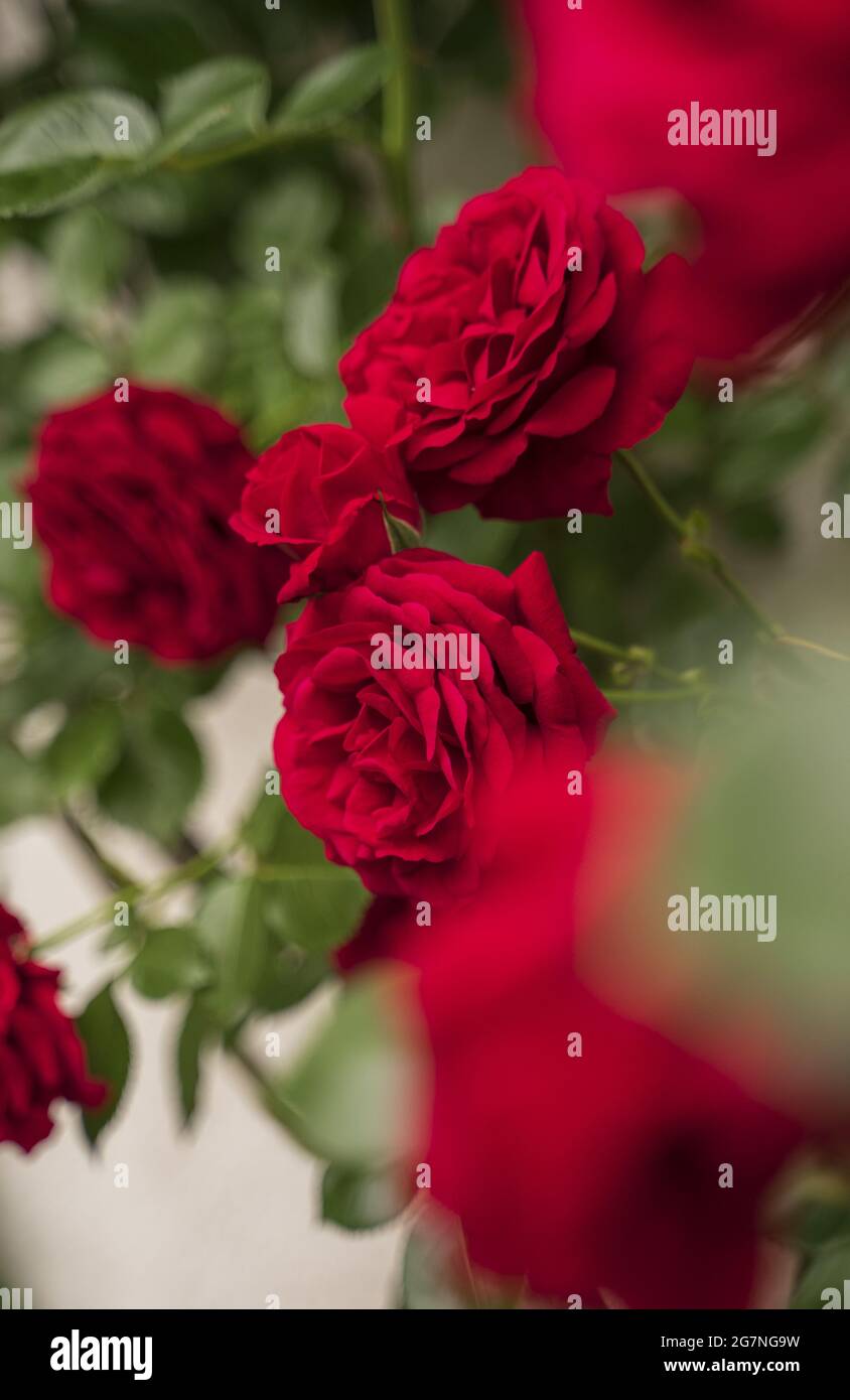 Selettivo di rosso elegante rosa Bush Foto Stock