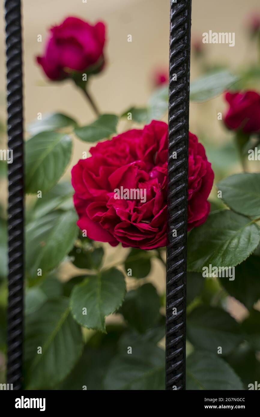 Selettivi di rosso elegante rosa cespuglio dietro le rotaie Foto Stock